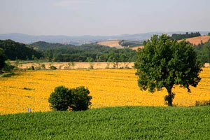 Farm Castelfiorentino