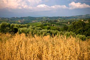 Farm Castelfiorentino