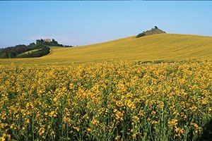 Ferme Siena