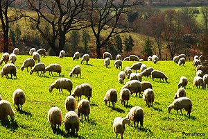 Ferme Cecina