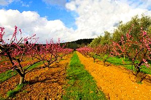 Ferme I Casali